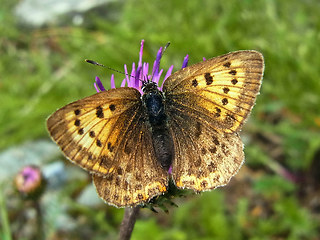 Lycaena virgaureae