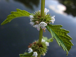 Lycopus europaeus