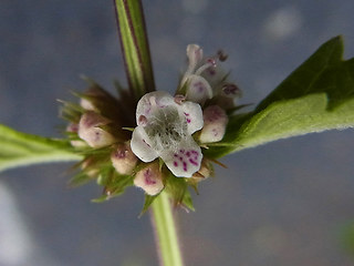 Lycopus europaeus