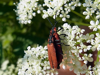 Lygistopterus sanguineus