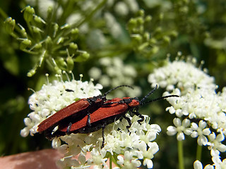 Lygistopterus sanguineus