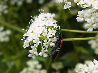 Lygistopterus sanguineus