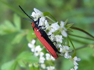 Lygistopterus sanguineus