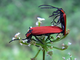 Lygistopterus sanguineus