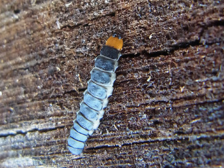 Lygistopterus sanguineus