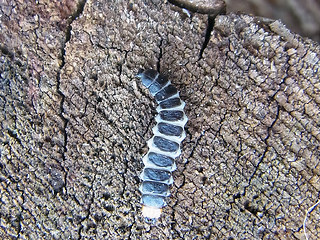 Lygistopterus sanguineus