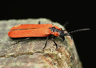 Lygistopterus sanguineus