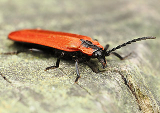 Lygistopterus sanguineus