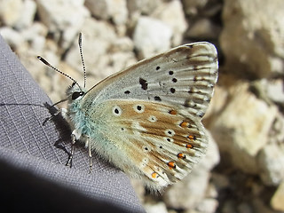 Lysandra coridon