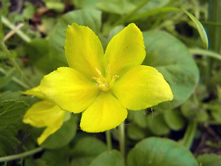 Lysimachia nummularia