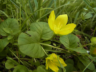 Lysimachia nummularia