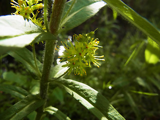 Lysimachia thyrsiflora