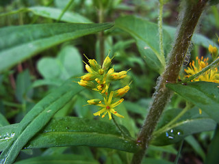 Lysimachia thyrsiflora