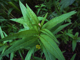 Lysimachia thyrsiflora