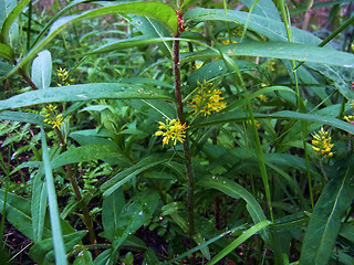 Lysimachia thyrsiflora