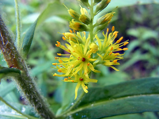 Lysimachia thyrsiflora