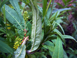 Lysimachia thyrsiflora