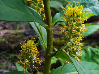 Lysimachia thyrsiflora