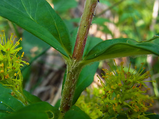 Lysimachia thyrsiflora