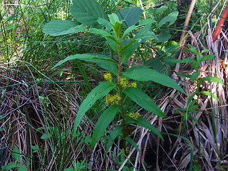 Lysimachia thyrsiflora