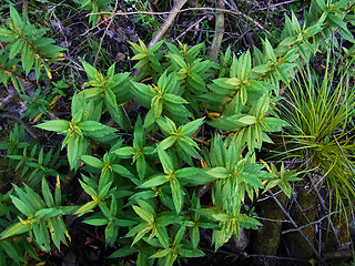 Lysimachia thyrsiflora