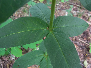 Lysimachia vulgaris