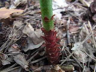 Lysimachia vulgaris