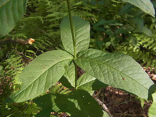 Lysimachia vulgaris