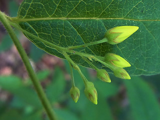Lysimachia vulgaris