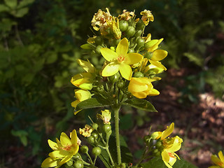 Lysimachia vulgaris