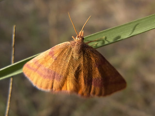 Lythria cruentaria