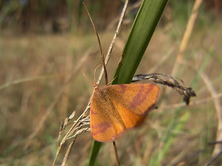 Lythria cruentaria