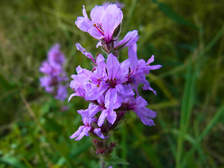 Lythrum salicaria