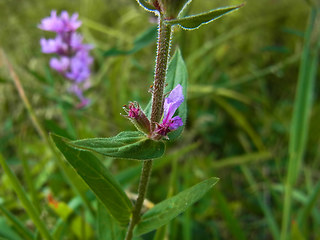 Lythrum salicaria