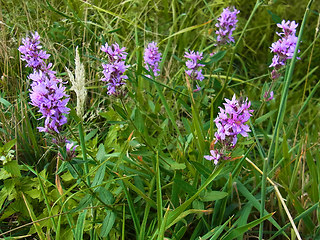 Lythrum salicaria