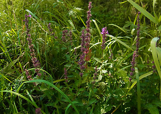 Lythrum salicaria