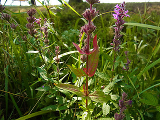 Lythrum salicaria