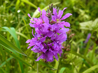 Lythrum salicaria