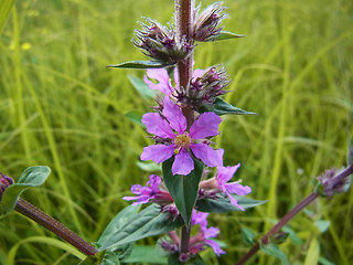 Lythrum salicaria