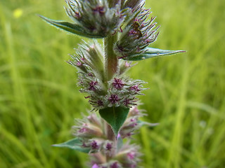 Lythrum salicaria