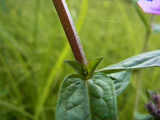 Lythrum salicaria