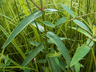 Lythrum salicaria