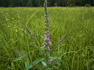 Lythrum salicaria