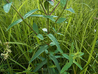 Lythrum salicaria