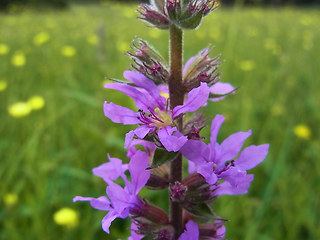 Lythrum salicaria