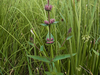 Lythrum salicaria