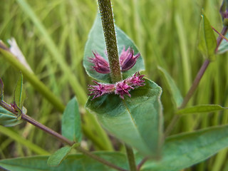 Lythrum salicaria