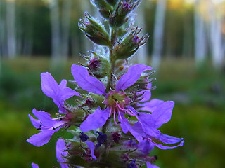 Lythrum salicaria