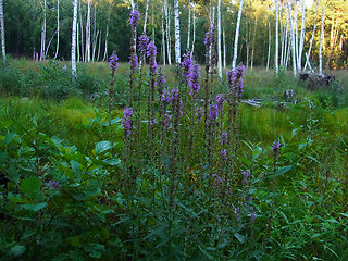 Lythrum salicaria