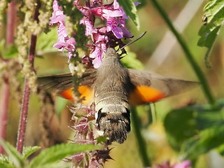 Macroglossum stellatarum
